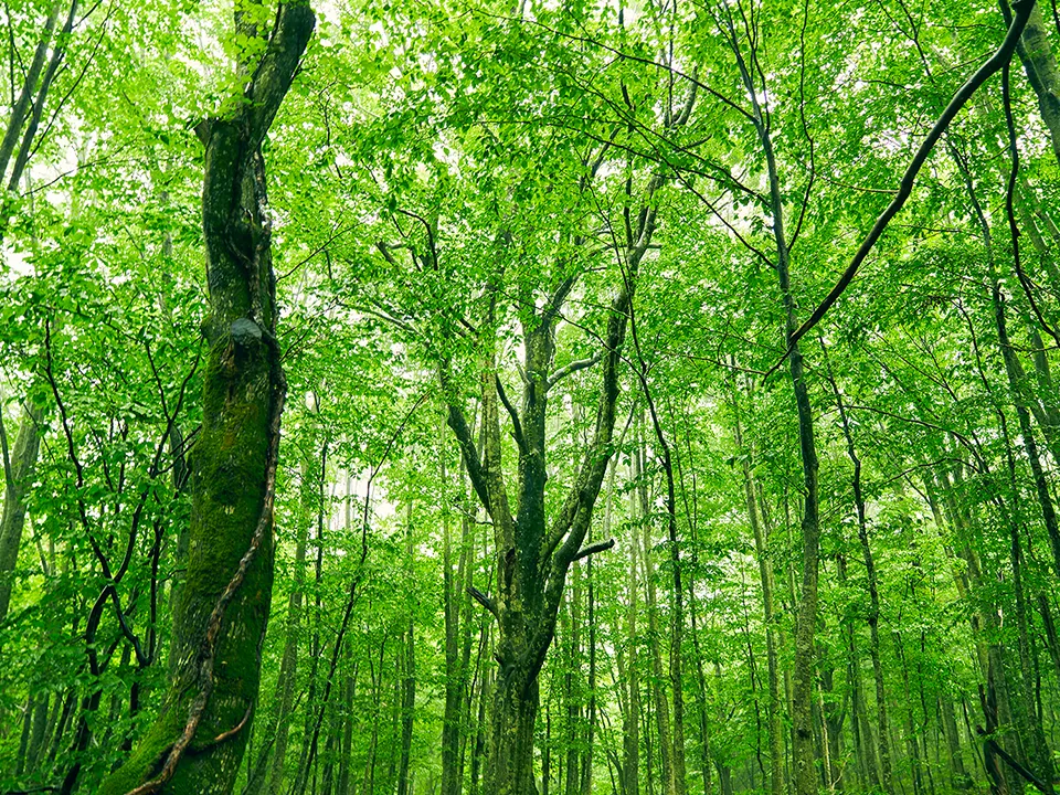 白神山地 写真